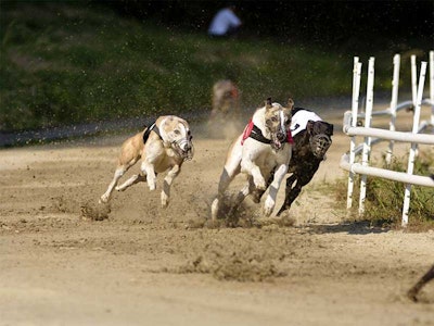 Sport Activities For Your Stag Weekend | The Stag Company