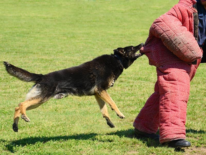 Rabid Dog Chase