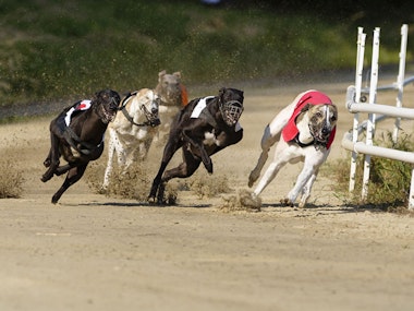 Saturday Night at the Dogs in Birmingham