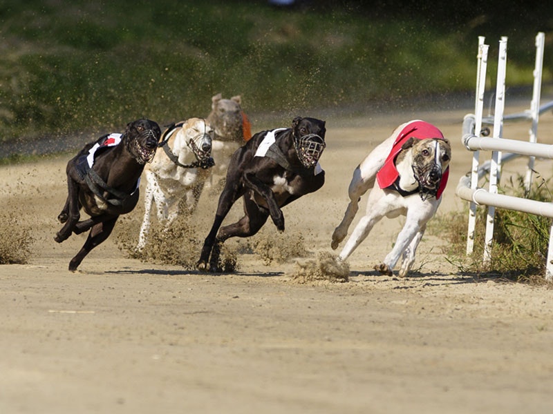 Saturday Night at the Dogs
