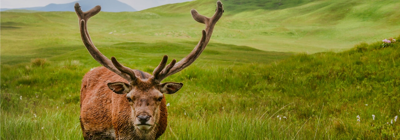 Where Does The Term Stag Do Come From?